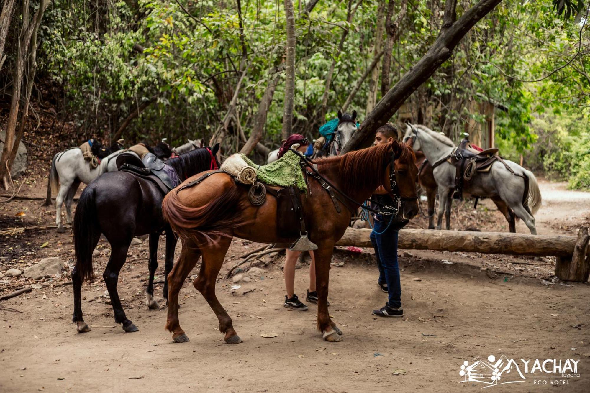 Ecohotel Yachay Tayrona Dentro Del Parque Tayrona เอลไซโน ภายนอก รูปภาพ